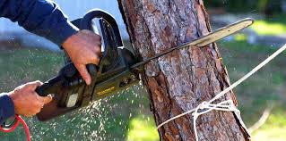 Reliable Paragould, AR Tree Care  Solutions