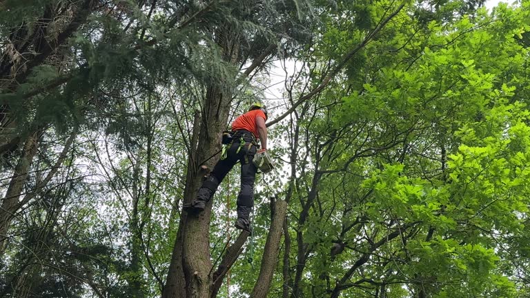 Best Hedge Trimming  in Pagould, AR