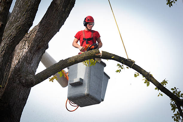 Best Arborist Consultation Services  in Pagould, AR