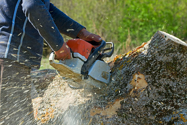 Best Seasonal Cleanup (Spring/Fall)  in Pagould, AR