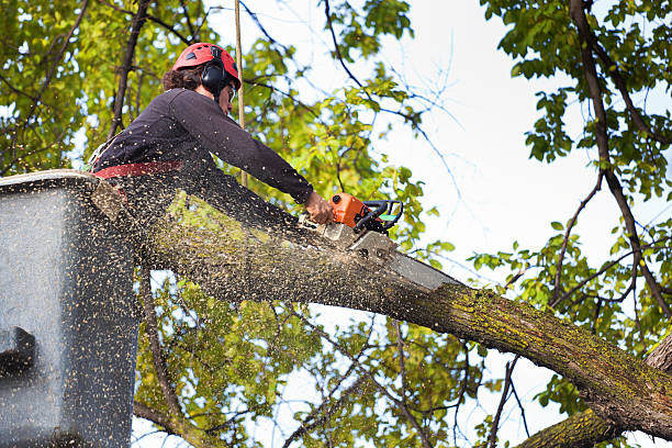 Best Tree Trimming and Pruning  in Pagould, AR